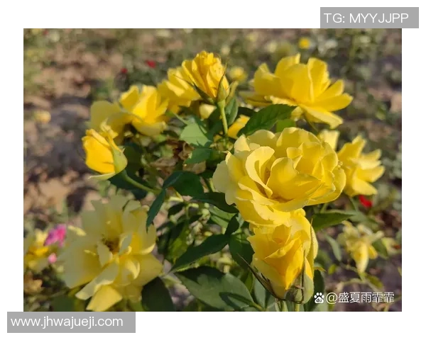 水中庆典:勒沃库森在水底绽放璀璨花朵